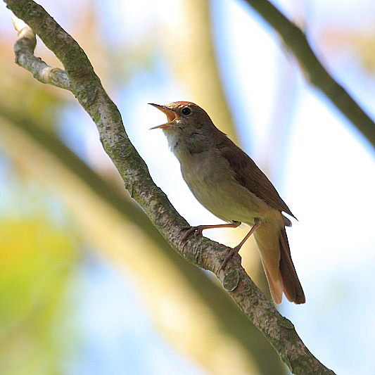 IMG_9319 Nightingale.JPG